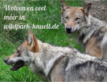 Wolven in Roodkapjesland in wildpark-knuell.de bij Homberg in Hessen